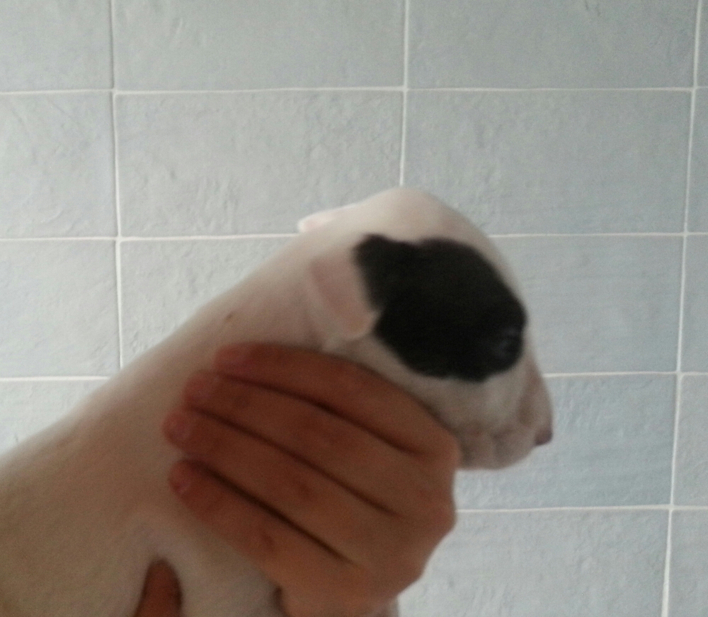 THE LUCIFERS BULL LILY K FEMMINA